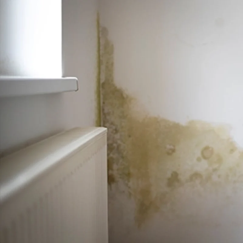 Mold Damage Restoration1